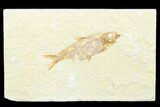 Detailed Fossil Fish (Knightia) - Wyoming #176333-1